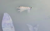 The Whale. Special edition 47/50. -edition about to be sold out-